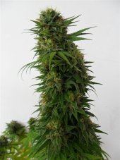 Snow Bud - Feminized Seeds 5 pcs Dutch Passion