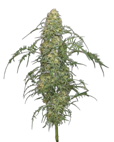 Freakshow - feminizowane nasiona marihuany 10 szt Humboldt Seed Company