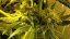 Mr Nice G13 x Hash Plant 10 ks štandardizované feminizované semená Sensi Seeds