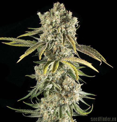 Hindu Kush - semínka 10 ks standardizovaná Sensi Seeds