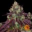 Mimosa EVO - feminizovaná semena marihuany 3 ks Barney´s Farm