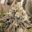 Tropical Tangie - feminizované semená 10ks, Dutch Passion