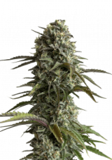 Original Skunk Auto Feminizowane Nasiona - 1