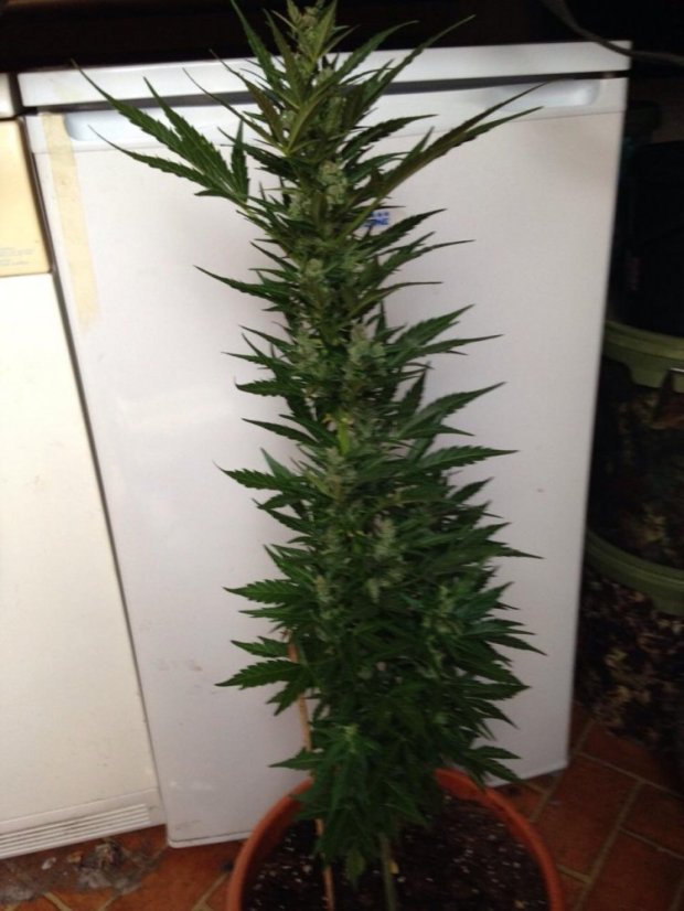 Sour Diesel Auto - fem. a autoflowering semienka 3ks Dinafem