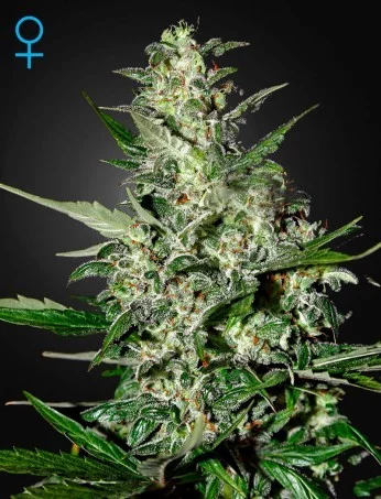 Super Critical Auto - samonakvétací semínka 5 ks Green House Seeds