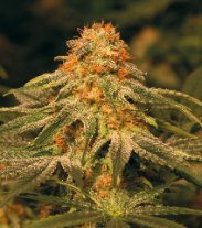 Vanilla Kush – feminizované semienka 10 ks Barney's Farm