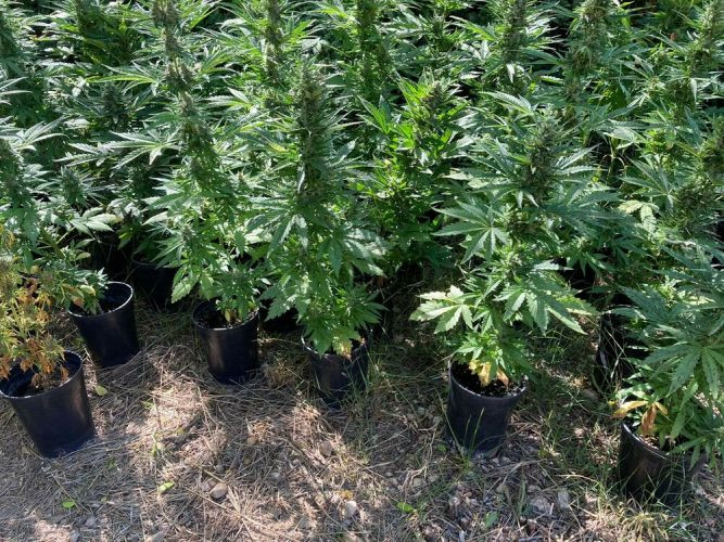 Alaskan Diesel Auto - samonakvétací semínka 5 ks Seedsman