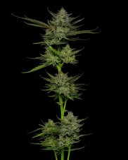 Humboldt Seed Company Sour Apple Auto samonakvétací feminizovaná semena