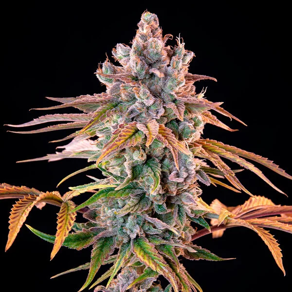 Cheese Express - feminizovaná semínka 3 ks Cannapio
