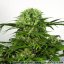 Green Spirit - feminisierte Samen 5ks Dutch Passion