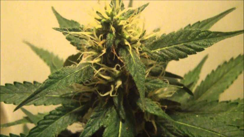 Sour Diesel - Feminized Seeds 3 pcs Royal Queen Seeds