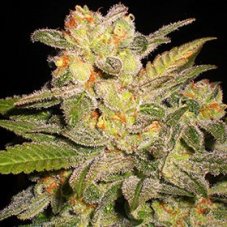 Northern Light Automatic - autoflowering marijuana seeds, 5pcs G13 Labs