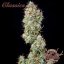 Buddha Auto White Widow, 3er Pack - Buddha Seeds Premium Genetik