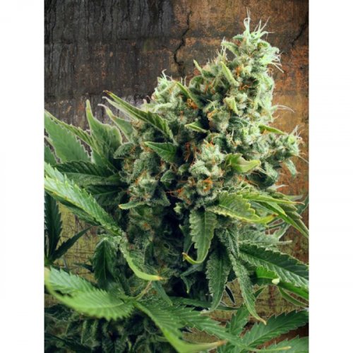 Auto White Widow - feminized And autoflowering seeds 5 pcs Ministry Of Cannabis