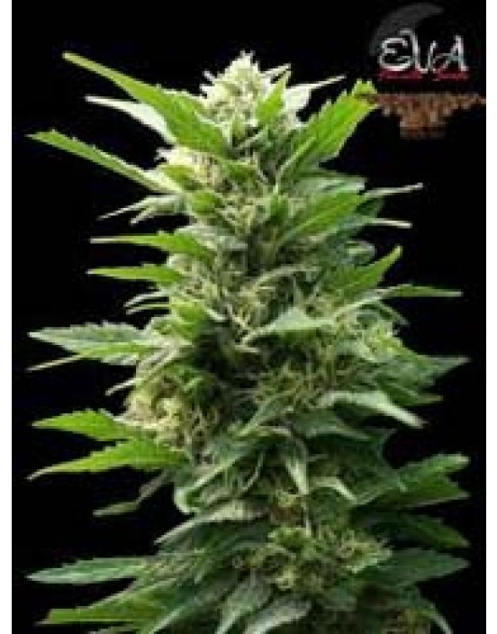 TNT Kush - feminisierte Samen 6 Stück Eva Seeds