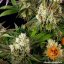Glookies - feminisierte Marihuana-Samen 5 Stück Barney's Farm