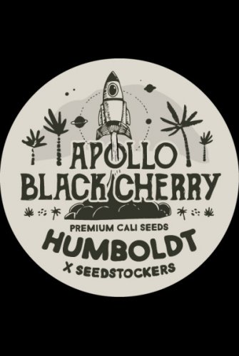 Apollo Black Cherry - feminizowane nasiona konopi HumboldtXSeedstockers, 5 szt.