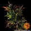 Glue Gelato Auto - Autoflowering Marihuana Samen 10 Stück Barney's Farm