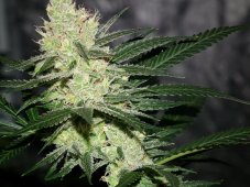 Jinxproof Genetics Pucker Punch regulérní semena