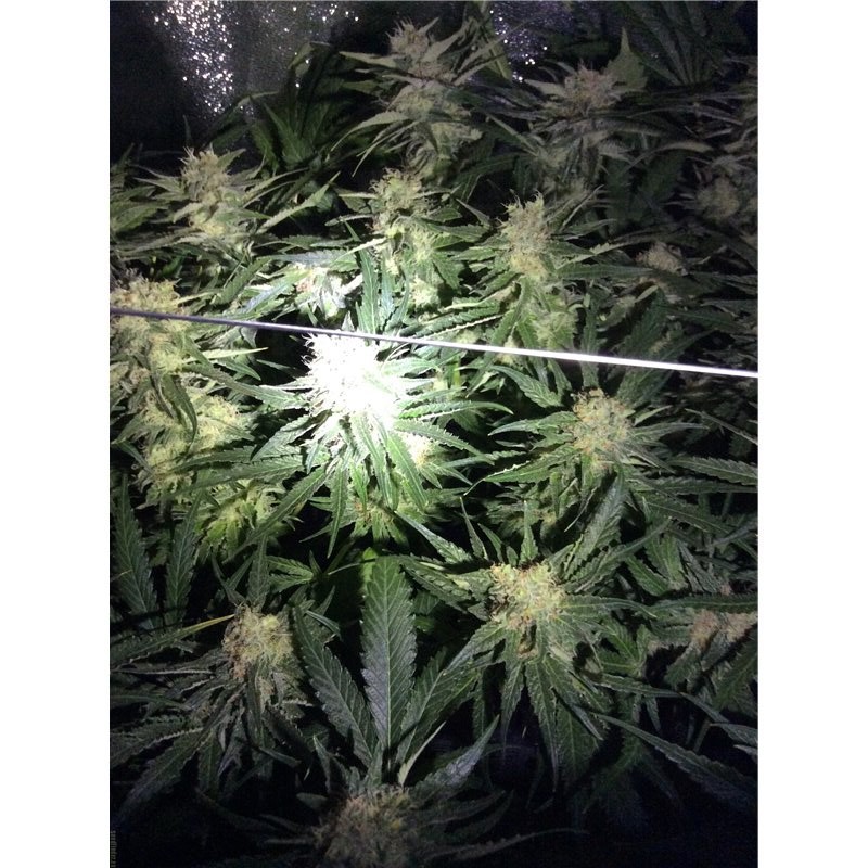 Critical Kush – feminizovaná semena 5 ks Barney´s Farm