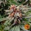 Runtz Auto - autoflowering marijuana seeds 10 pcs Barney´s Farm