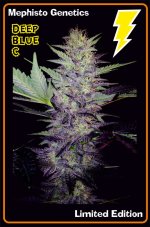 Mephisto Genetics Deep Blue C Auto feminizovaná semena