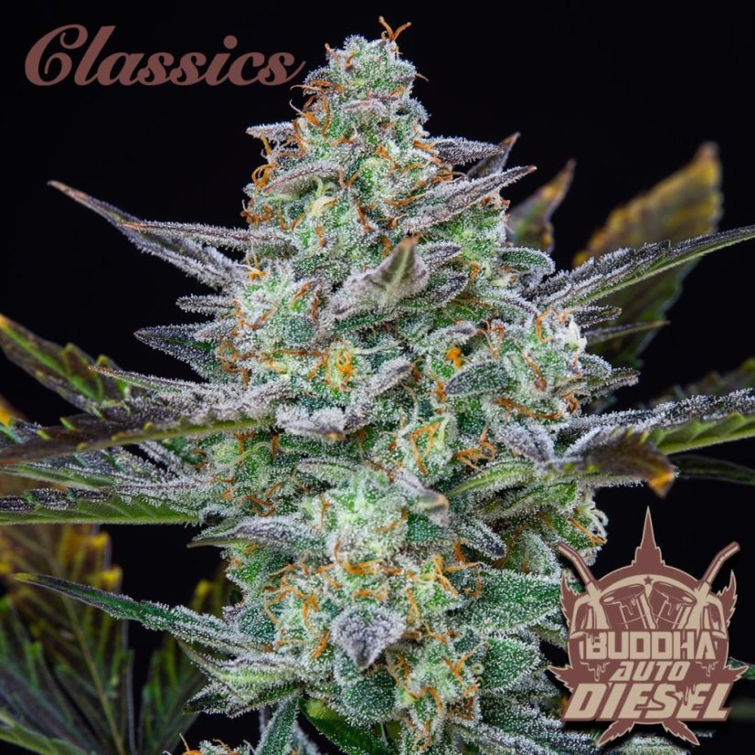 Buddha Auto Diesel, 10 ks, Buddha Seeds