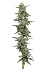 Garlic Budder - feminizované semená marihuany 10 ks, Humboldt Seed Company