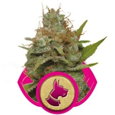 Kali Dog - feminized seeds 3 pcs Royal Queen Seeds