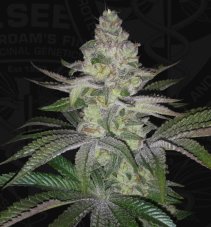 T.H. Seeds Zavage feminizované semená