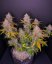 LSD-25 Auto - autoflowering marijuana seeds 10 pcs Fast Buds