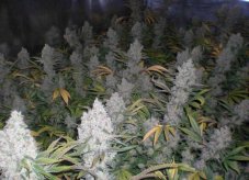 Amnesia Haze - 3 ks feminizovaná semínka Royal Queen Seeds