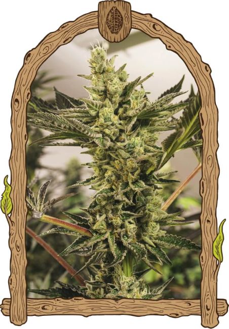 Banana Mash Auto – feminized autoflowering seeds, 5 pcs, Exotic Seed