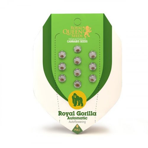 Royal Gorilla Automatic - fem. and 10ks Royal Queen Seeds