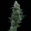 Wedding Edition - feminized seeds 3 pcs Cannapio