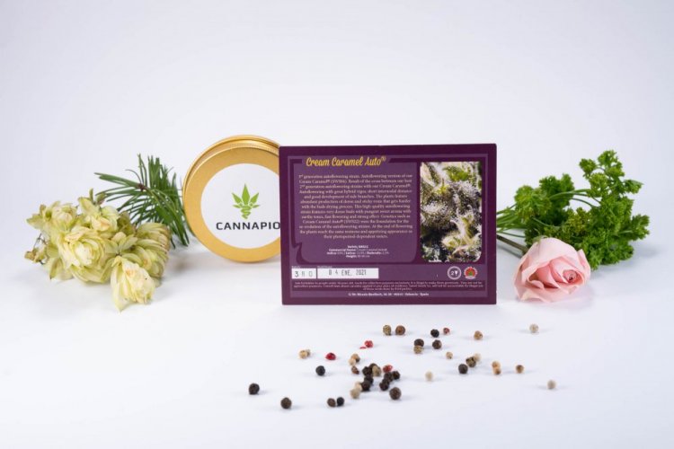 Cream Caramel Auto - selbstblühende Samen 5 Stück Sweet Seeds