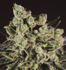 Super CBDx Grapefruit x SCBDx feminizovaná semena