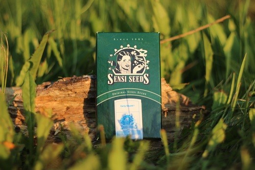 Early Skunk - 5 ks feminizovaná semínka Sensi Seeds