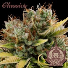 Buddha Critical, 10 sztuk, Buddha Seeds