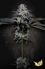Paradise Seeds Tropicana Crush Limited Edition feminisierte Samen