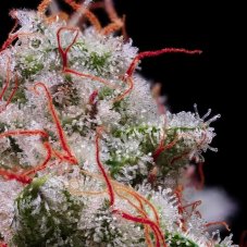 Ethos Genetics Peach Crescendo Auto RF3 samonakvétací semena