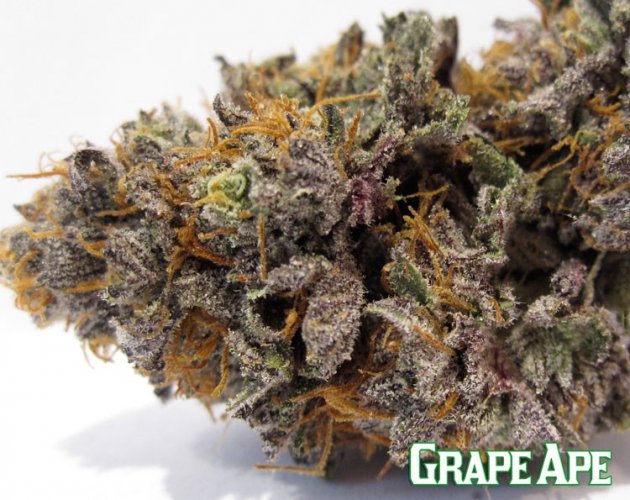 Grape Ape - feminizované semienka 5ks Barney´s Farm