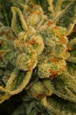 Bubblegum - 2ks feminizovaná semínka T.H. Seeds