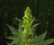 MALE OR FEMALE CANNABIS