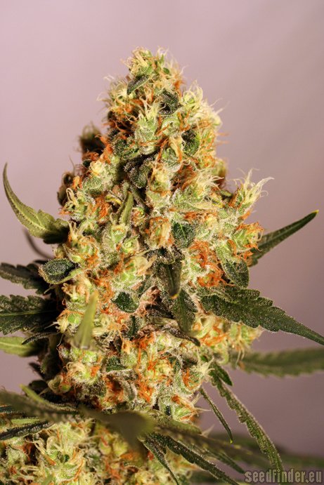 Jamaican Dream – 6ks feminizovaná semínka Eva Seeds