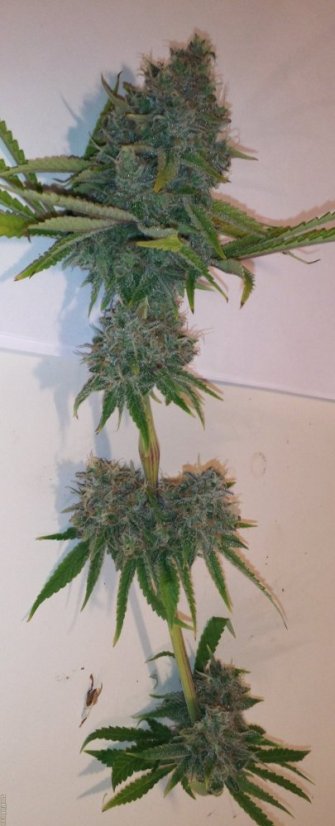 Purple Trainwreck - feminizovaná semína 3ks Humboldt