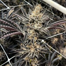 Exotic Genetix Fritter Glitter feminizované semená