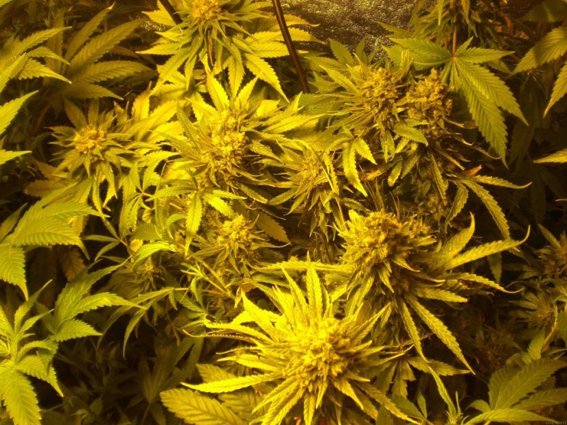 Northern Lights N.5 x Haze 10 ks štandardizované feminizované semená Sensi Seeds