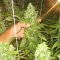 Is MAGNUM Autoflower the best auto-flowering strain? [REVIEW 2019]