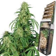 Calamity Jane auto - feminizované semená, 3 ks, Buddha Seeds